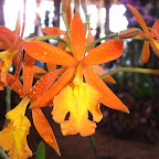 Exposición Orquídeas 2005 Exposición Orquídeas 2005