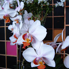 Exposición Orquídeas 2005 Exposición Orquídeas 2005