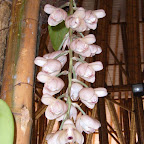 Exposición Orquídeas 2005 Exposición Orquídeas 2005