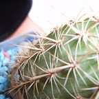 Cactus Cactus
