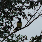 Aves en Iguazú Aves en Iguazú