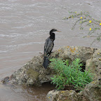 Aves en Iguazú Aves en Iguazú