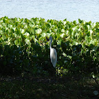 Pescando entre plantas Pescando entre plantas