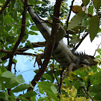 Parque de Las Iguanas Parque de Las Iguanas