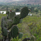 Cactus Cactus