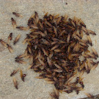 Hormigas Culonas Hormigas Culonas