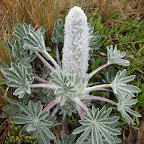 Flora de la región Flora de la región