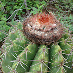 Cactus 'cabeza de negro' o 'almohada de suegra' Cactus 'cabeza de negro' o 'almohada de suegra'