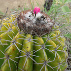 Detalle de un cactus 'cabeza de negro' Detalle de un cactus 'cabeza de negro'