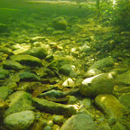 Vista submarina del manglar Vista submarina del manglar