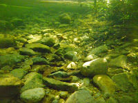 Vista submarina del manglar MSS