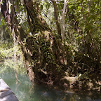 La zona de manglar del río Valle La zona de manglar del río Valle