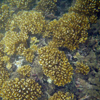 Corales en la Ensenada de Utría Corales en la Ensenada de Utría