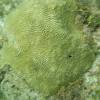 Corales en La Miel