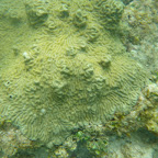 Corales en La Miel
