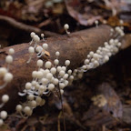 Hongos en tronco ya muerto Hongos en tronco ya muerto