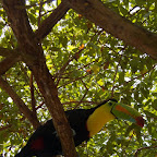 Tucanes del zoológico de Isla Palma Tucanes del zoológico de Isla Palma