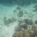 Corales en San Bernardo Corales en San Bernardo