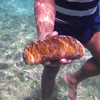 Pepino de mar Pepino de mar