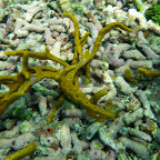 Corales en San Bernardo Corales en San Bernardo