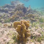 Corales en San Bernardo Corales en San Bernardo