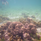 Corales en San Bernardo Corales en San Bernardo