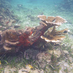 Corales en San Bernardo Corales en San Bernardo