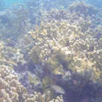 Corales en San Bernardo Corales en San Bernardo
