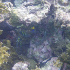 Corales en San Bernardo Corales en San Bernardo
