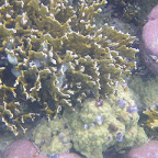 Corales en San Bernardo Corales en San Bernardo