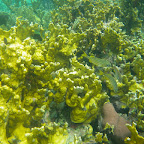 Corales en San Bernardo Corales en San Bernardo