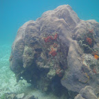 Corales en San Bernardo