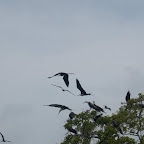 Aves en Isla Maravilla