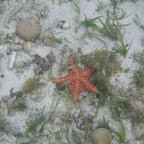 Estrella de mar Estrella de mar