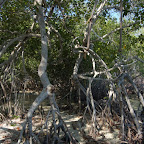 Manglar Manglar