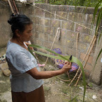 Preparando la hoja de cañaflecha Preparando la hoja de cañaflecha