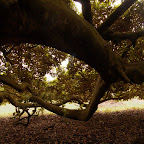 Bajo el árbol de Guacarí Bajo el árbol de Guacarí