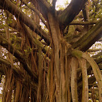 Detalle del árbol de Guacarí Detalle del árbol de Guacarí