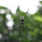 Giant wood spider