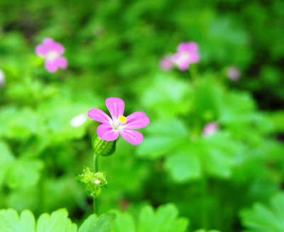 Macin5 Munții Măcin