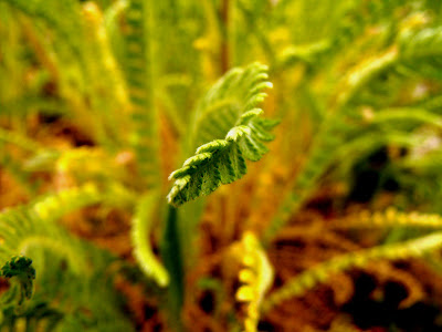 Macin26 Munții Măcin