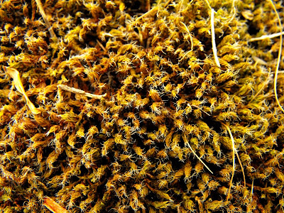 Macin27 Munții Măcin