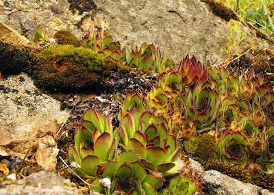 Macin33 Munții Măcin