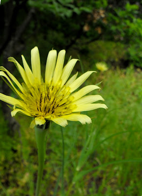 Macin37 Munții Măcin