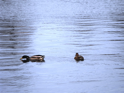 Rate pe Lacul Tineretului