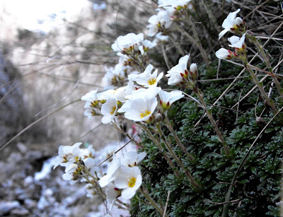 Muntii Mehedinti. Cheile Tasnei. Flori de munte