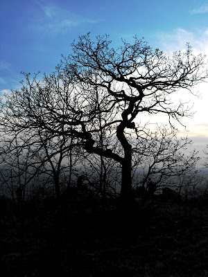 Macin. Copacul singuratic