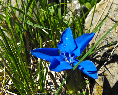 floare albastra de munte - Muntii Baiului