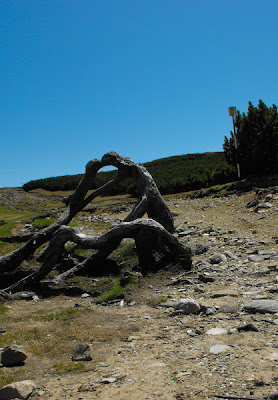 Muntii Bucegi - Sarutul - peisaj de munte cu lemn si piatra