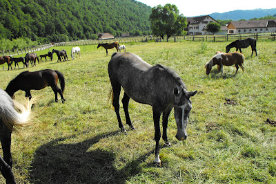 Piatra Craiului - herghelie de cai